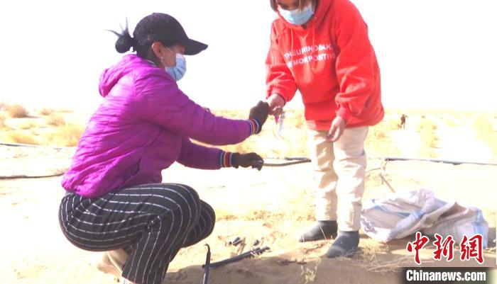 且末县防风治沙工作站工作人员在沙漠里忙碌。　热西提·依敏 摄