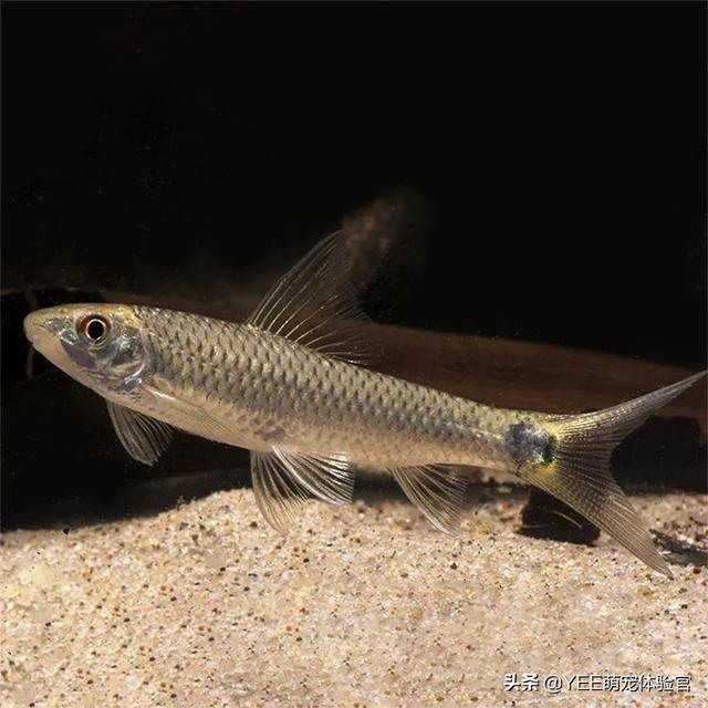 只要等它啃光黑毛藻,一定要不惜一切代价把小猴飞狐从鱼缸里捞出来