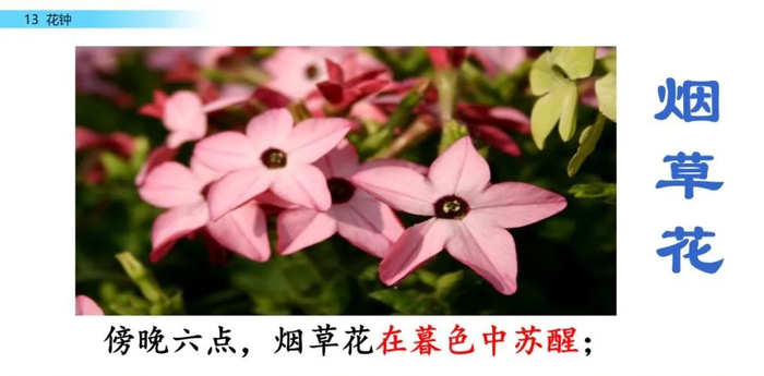 【微课堂】统编语文三年级下册第13课《花钟》图文解读+教学视频+知识点+同步练习