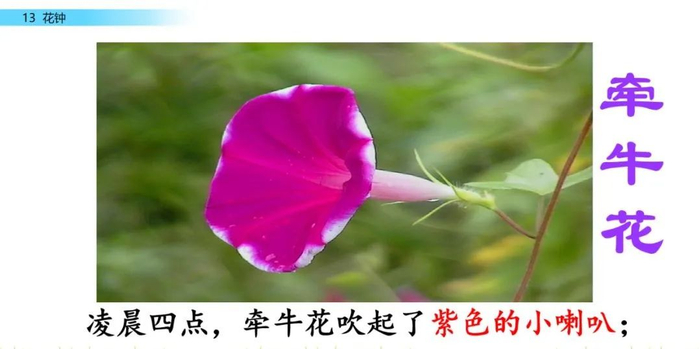 【微课堂】统编语文三年级下册第13课《花钟》图文解读+教学视频+知识点+同步练习