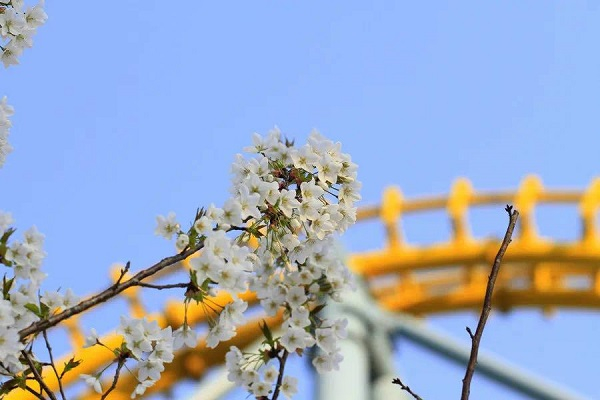 图说：锦江乐园将于下周一开园  来源/采访对象供图（下同）