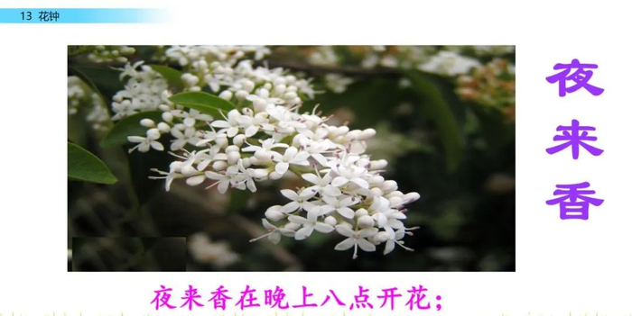 【微课堂】统编语文三年级下册第13课《花钟》图文解读+教学视频+知识点+同步练习