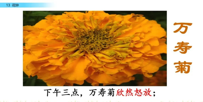 【微课堂】统编语文三年级下册第13课《花钟》图文解读+教学视频+知识点+同步练习