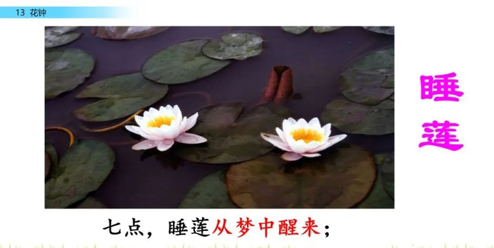 【微课堂】统编语文三年级下册第13课《花钟》图文解读+教学视频+知识点+同步练习