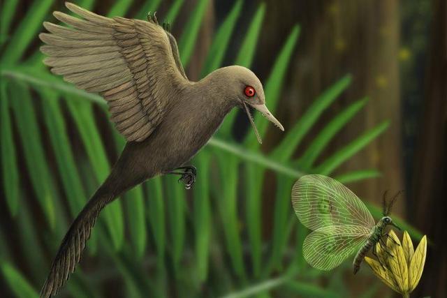 缅甸发现最小恐龙，长5厘米形似小鸟，牙齿约30颗，生存于1亿年前