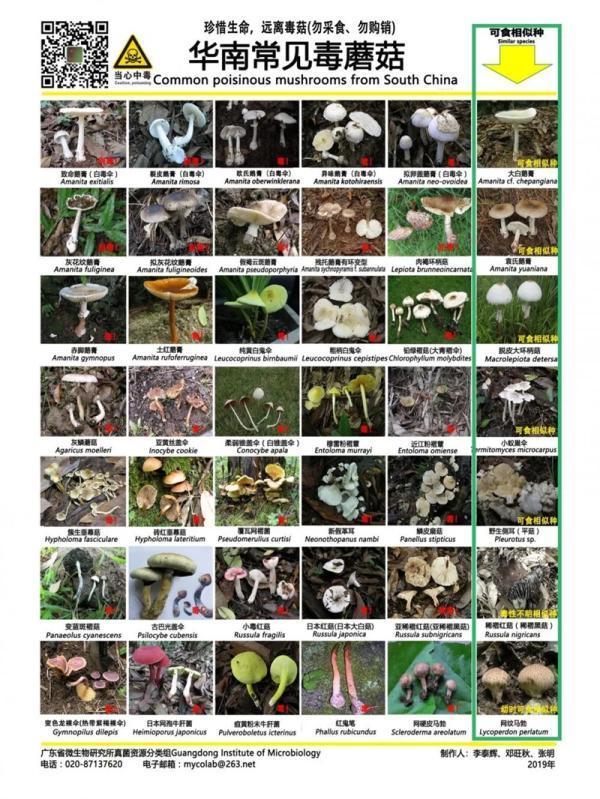 中国食品科学技术学会发布预防野生蘑菇中毒的消费提示
