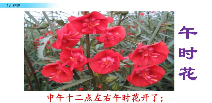【微课堂】统编语文三年级下册第13课《花钟》图文解读+教学视频+知识点+同步练习