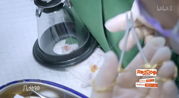 给仓鼠做骨折的缝针手术