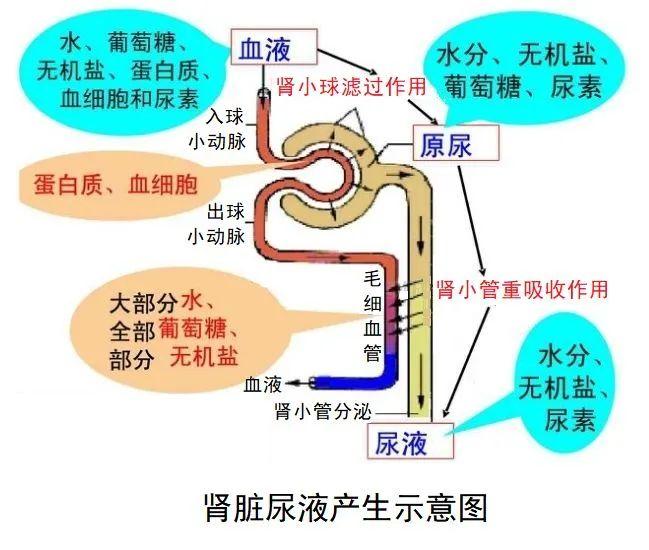 小便泡泡多是不是就是蛋白尿？