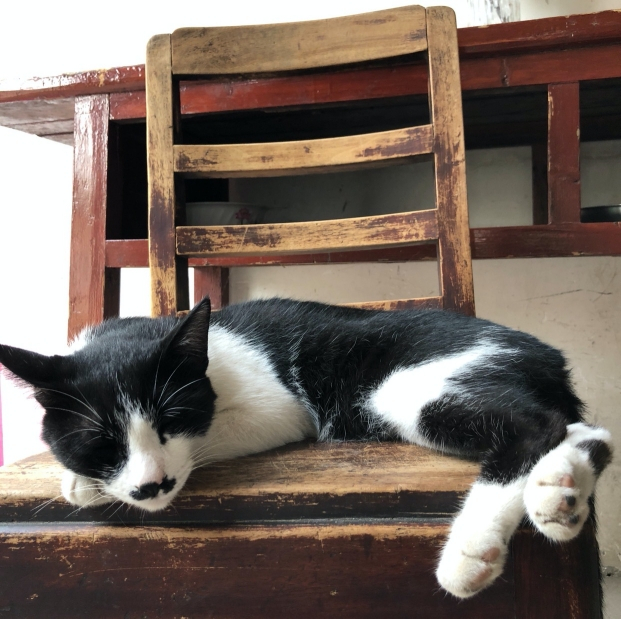 古德寺入口处，躺在椅子上休息的护寺大使。