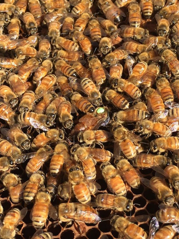 迈克·比安科，《Anthrocomb》