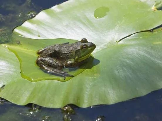 牛蛙 图源网络