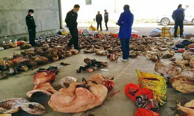 某地贩卖野生动物案猎物现场。资料来源：森林公安