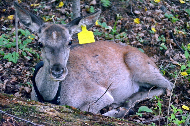 马鹿。摄影/章轲