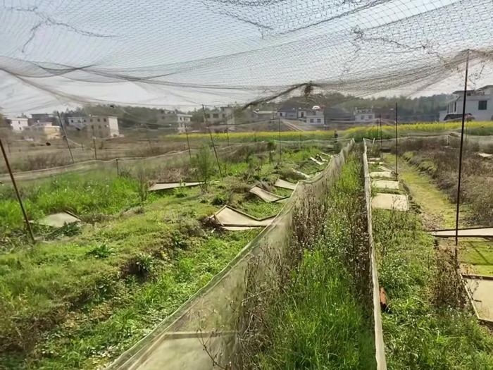 牛蛙养殖地已经干涸，长满杂草