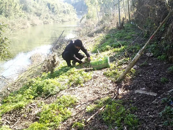 小凌在河滩上挖野菜