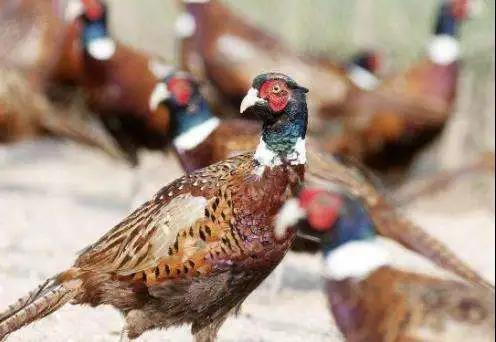 养殖场里的野鸡 图源网络