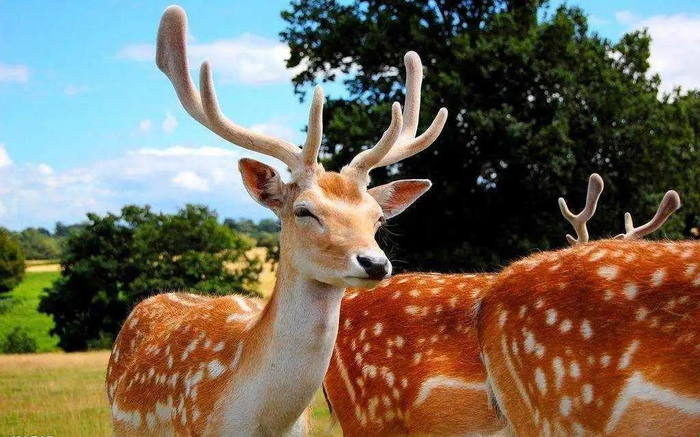 阳光下的梅花鹿 图源网络