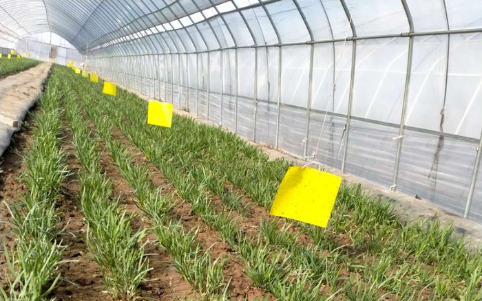 在北京，头茬韭菜再过一周就能上市了。受访者供图