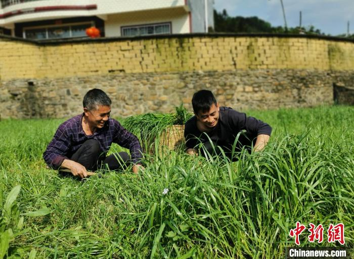     肖益顺收割牧草，为鸡准备食物。　滕以洪　摄