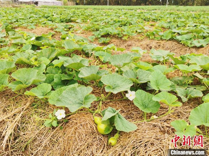     起宽垄、铺稻草种植的蒲瓜田　李晓春　摄