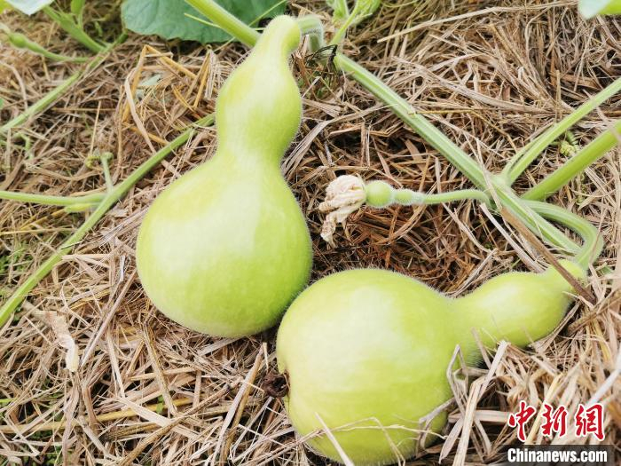 长势喜人的束腰蒲瓜 李晓春 摄