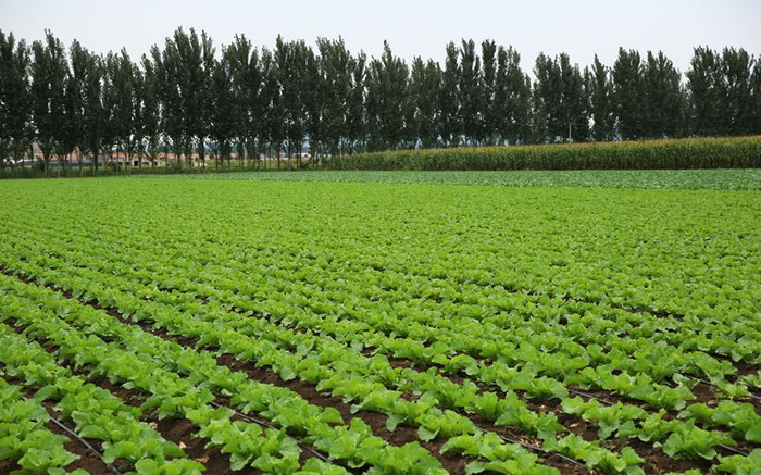 绿油油的白菜田。受访者供图