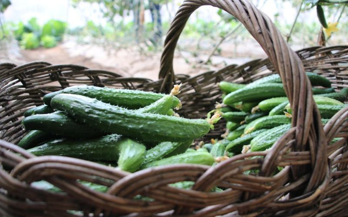 “顶花带刺儿”的黄瓜。资料图