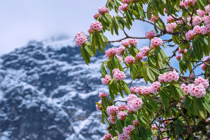 二郎山喇叭河景区 景区官网图