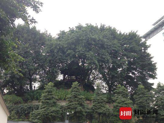 远眺武旦山。蒋蓝  摄