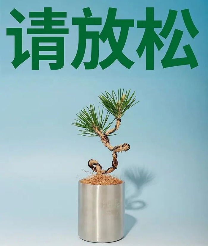 一盆放青松到底有多少意义,淘宝成了新梗诞生地_新浪新闻