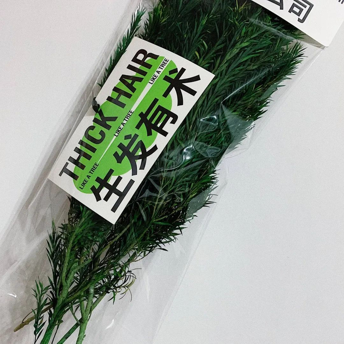 一盆放青松到底有多少意义,淘宝成了新梗诞生地