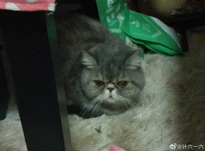 武汉一位姑娘家里的猫