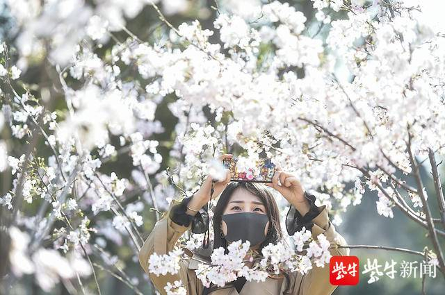 玄武湖樱花节开幕，市民赶来赏樱。新华报业视觉中心记者 邵丹 摄