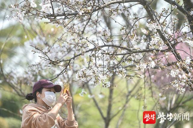玄武湖早樱盛开。新华报业视觉中心记者 邵丹摄