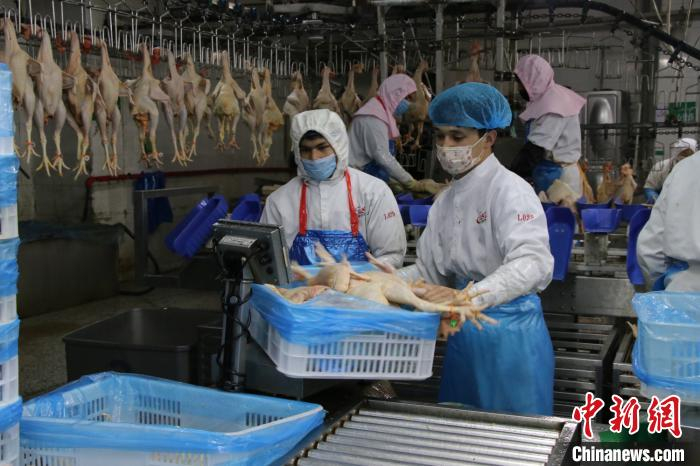     复工员工正在为鸡肉产品称重。　孙亭文　摄