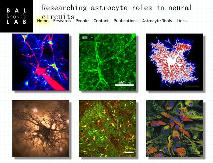 Nature Reviews Neurosci：星形胶质细胞研究手段的最全总结！