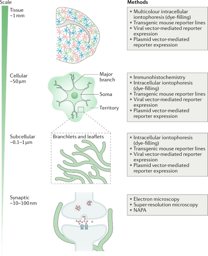 Nature Reviews Neurosci：星形胶质细胞研究手段的最全总结！