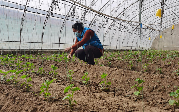 在温室大棚里，开春时种下的豆角苗已经长到10多厘米。新京报记者 王颖 摄