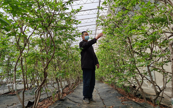 正在打理蓝莓。新京报记者 王颖 摄