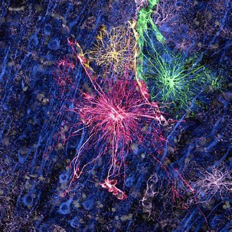 Nature Reviews Neurosci：星形胶质细胞研究手段的最全总结！