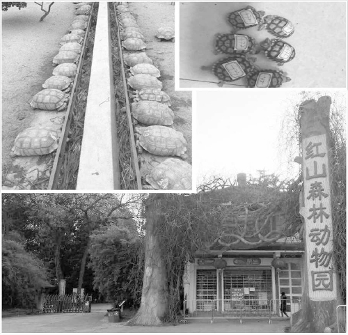 红山森林动物园及被救护的陆龟