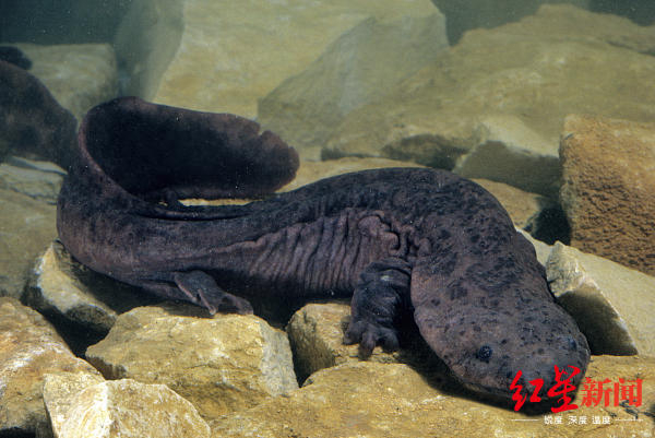 大鲵（俗称“娃娃鱼”）