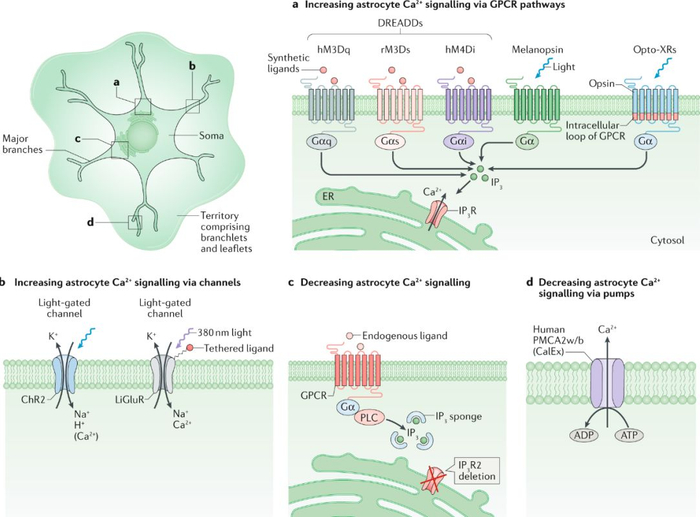 Nature Reviews Neurosci：星形胶质细胞研究手段的最全总结！