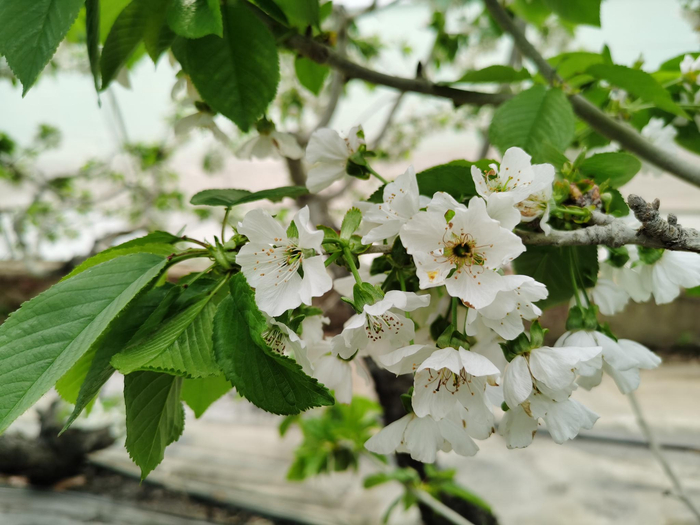 樱桃树开花，如雪绽放。新京报记者 王颖 摄