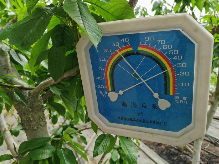 丰台王佐镇魏各庄村，温室大棚里的温度达到30℃。新京报记者 王颖 摄