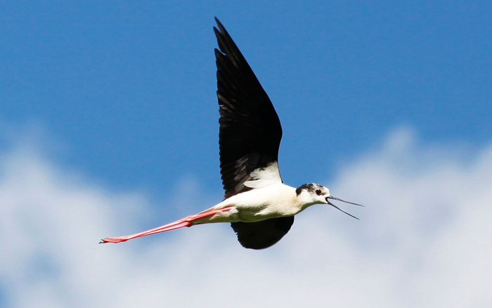 黑翅长脚鹬。方春 摄