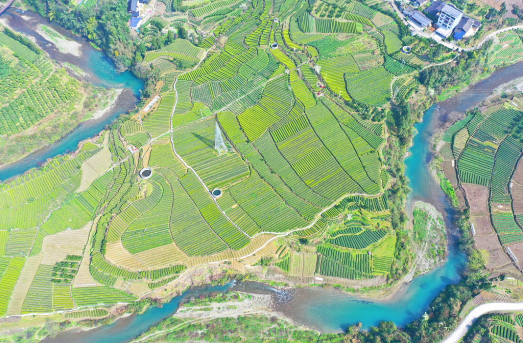 湖北省恩施州宣恩县晓关侗族乡的大片茶园。图片来源：视觉中国