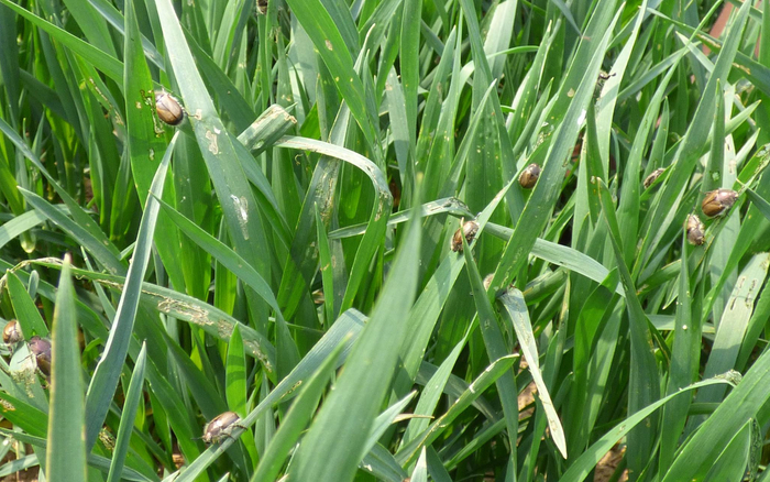 金龟子在啃食小麦。北京市植保站供图