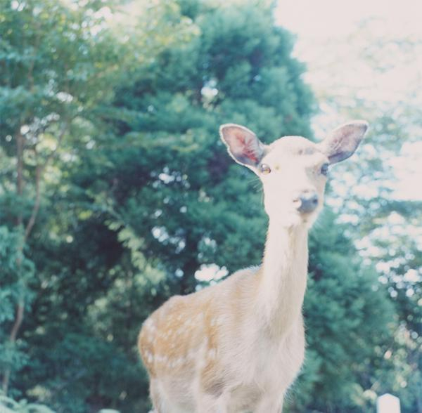 川内伦子摄影作品